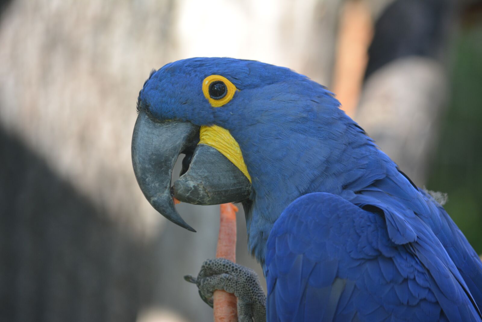 Nikon D5200 sample photo. Bird, parrot, animal world photography