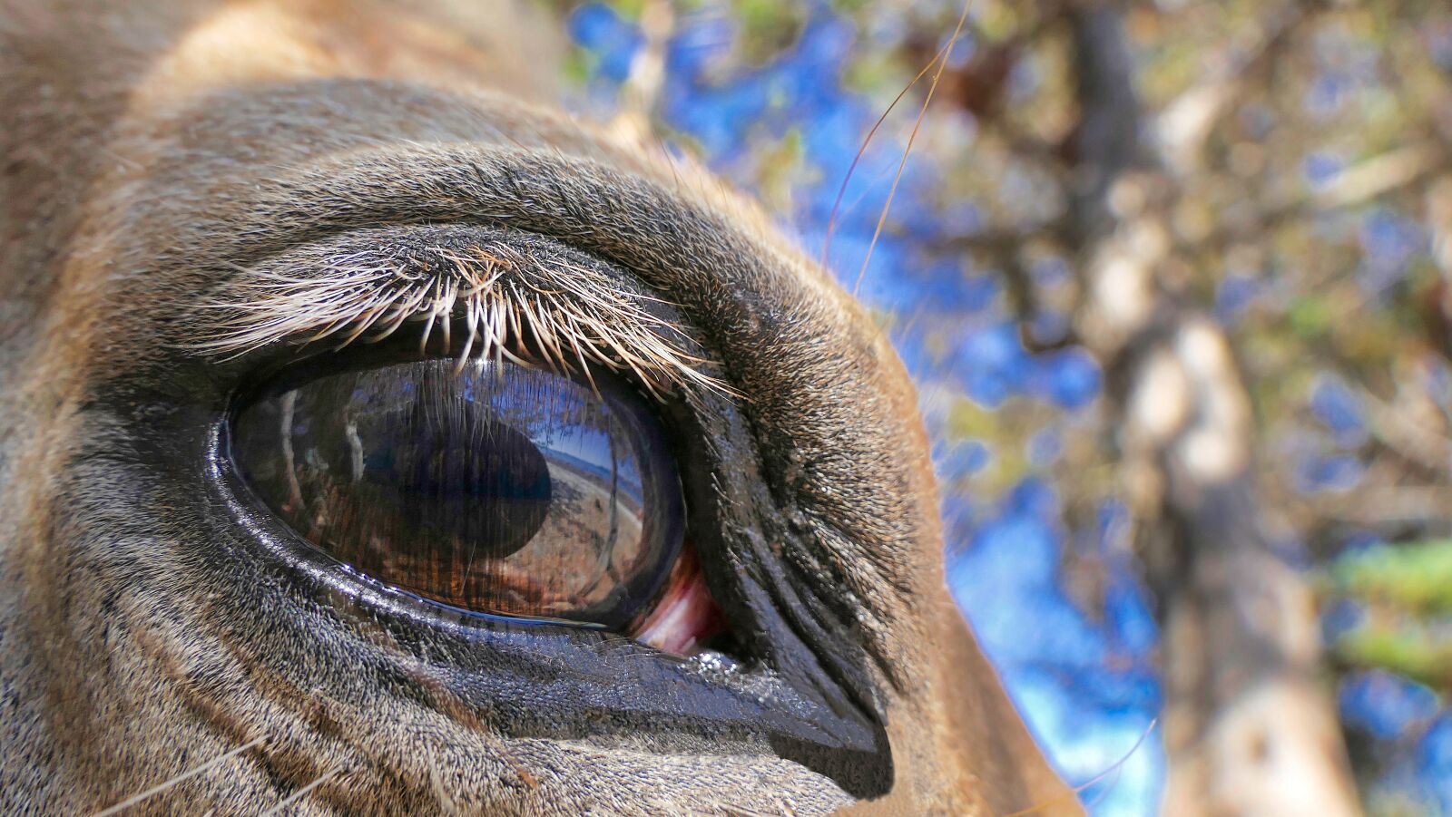 Panasonic Lumix DMC-FZ2500 (Lumix DMC-FZ2000) sample photo. Horse, œil, close up photography