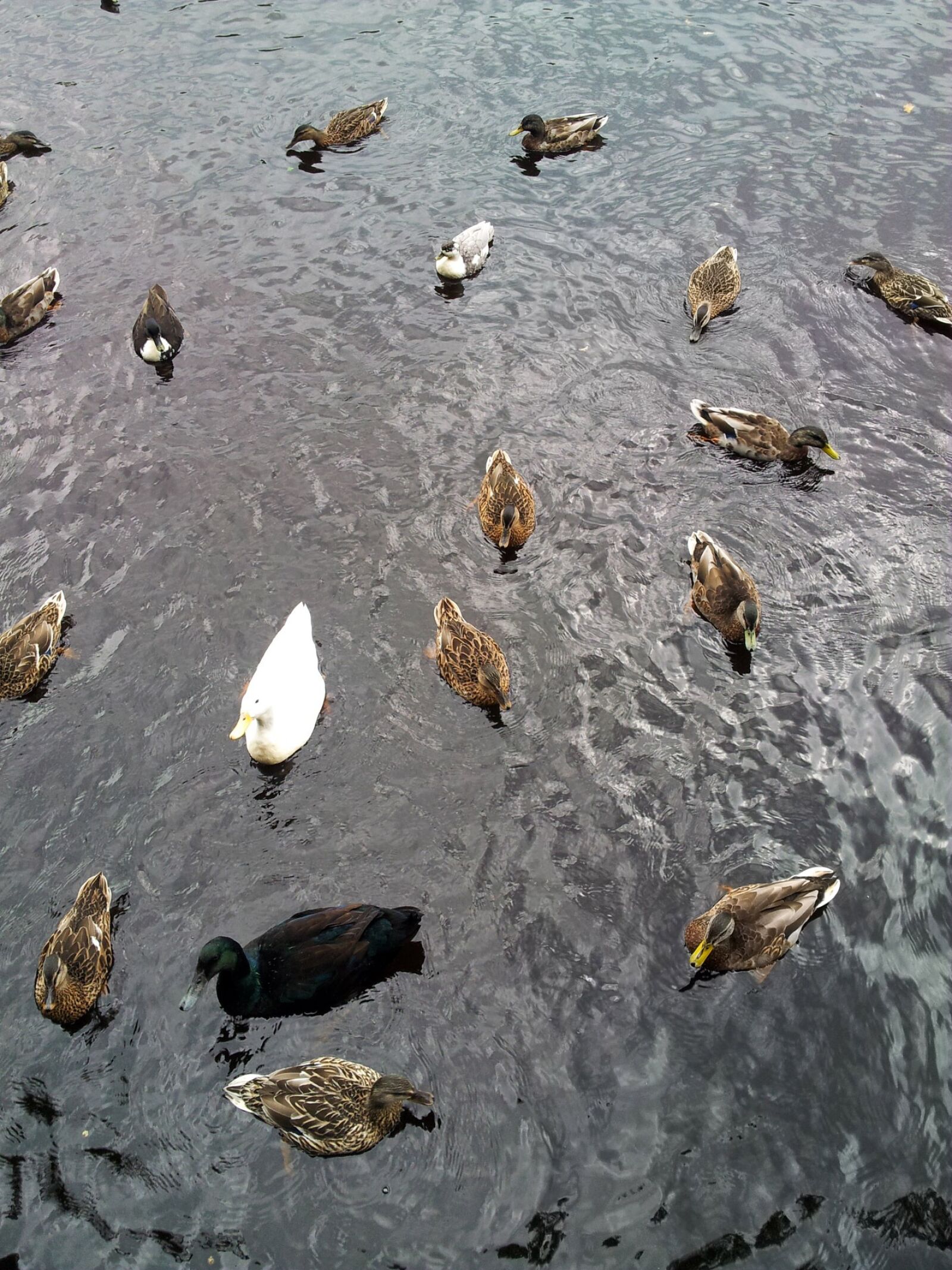 Samsung Galaxy Note sample photo. Animal, bird, duck photography