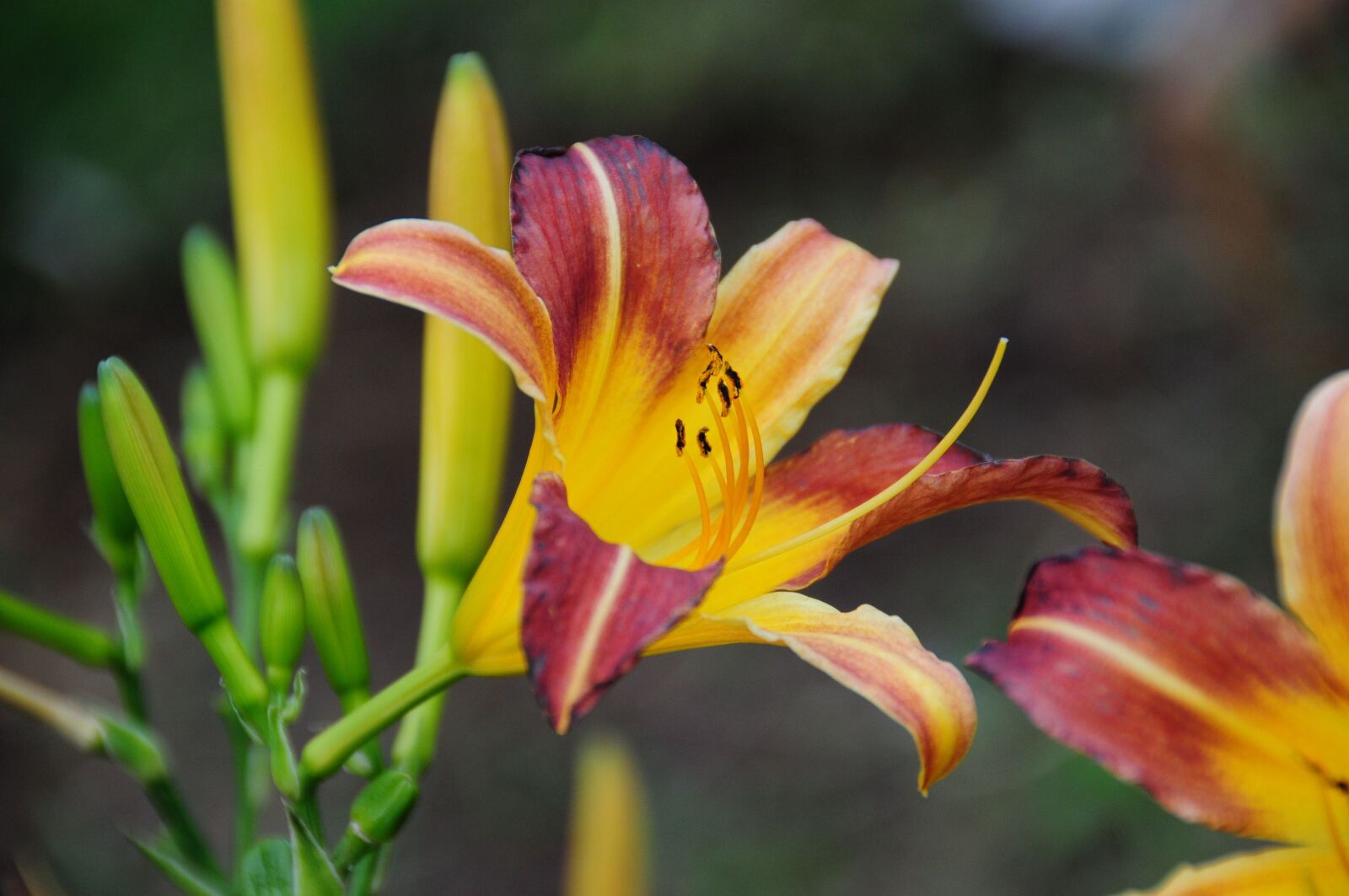 Nikon D300 sample photo. Lilies, flowers, gardening photography