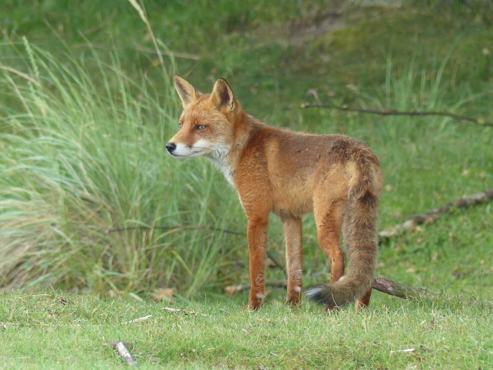 Panasonic Lumix DMC-FZ200 sample photo. Nature, netherlands, fox photography