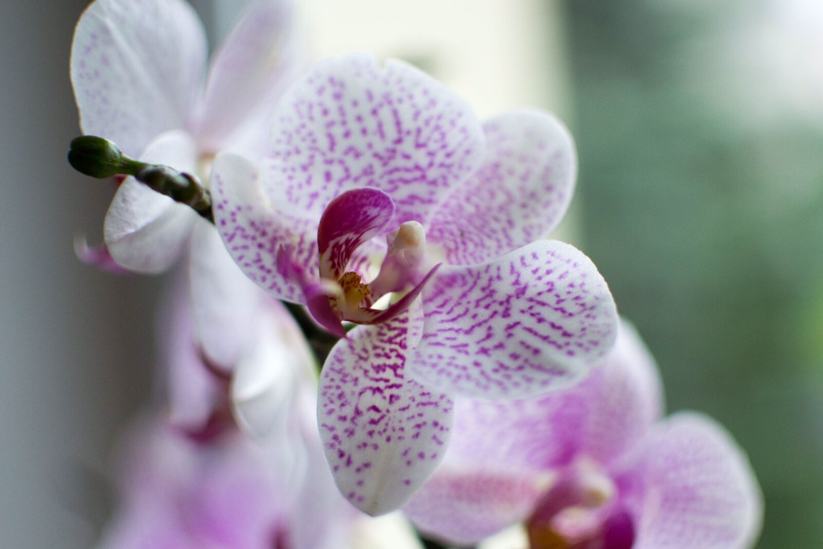 Nikon D3100 sample photo. Orchid, flower, orchidea photography