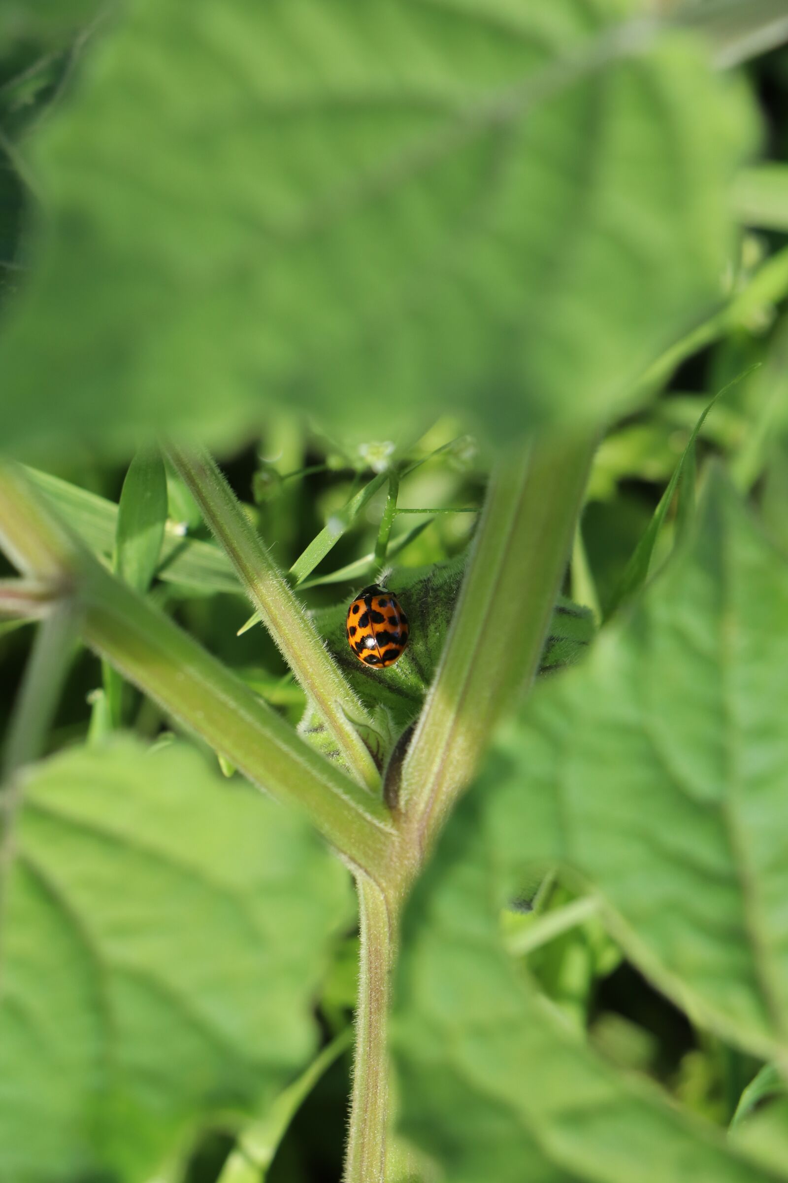 Canon EOS 800D (EOS Rebel T7i / EOS Kiss X9i) sample photo. Ladybug, leaves, plants photography