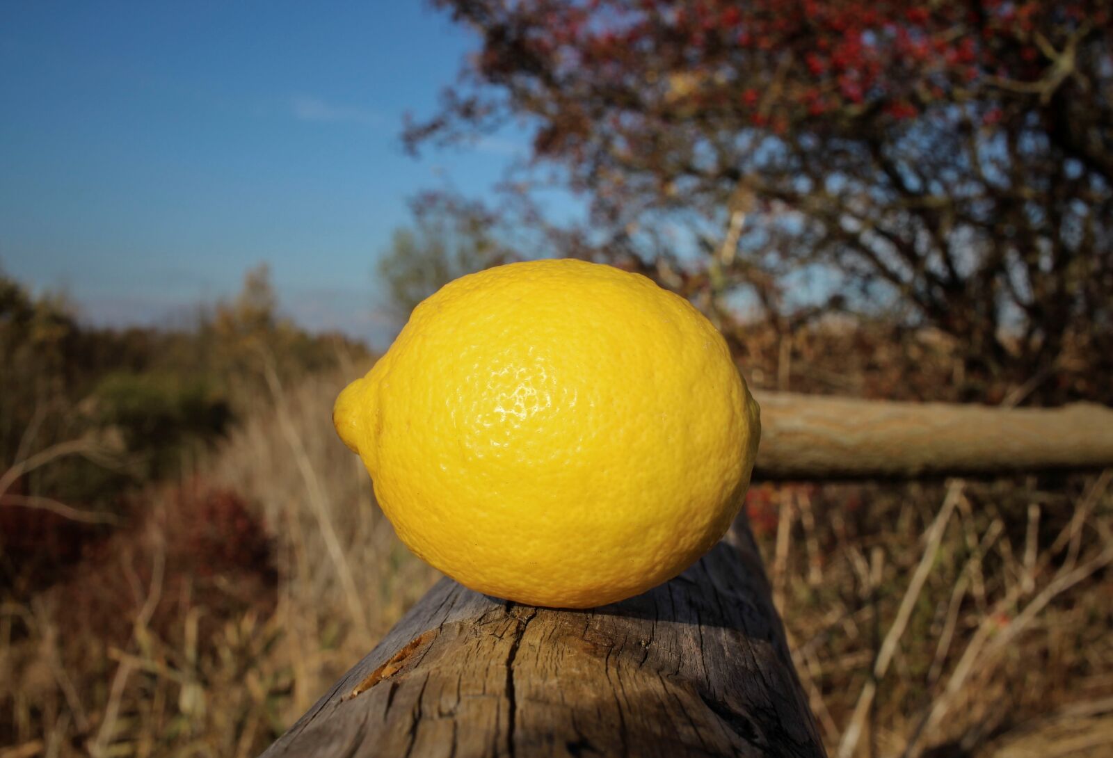 Canon EF-S 24mm F2.8 STM sample photo. Lemon, yellow, sour photography