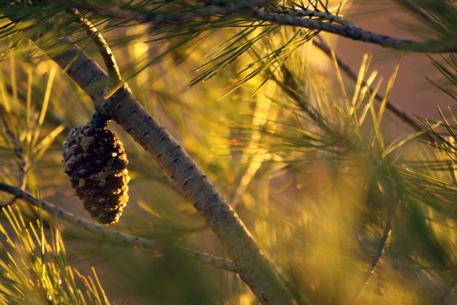Canon EOS 50D sample photo. Pineapple, pine, nature photography