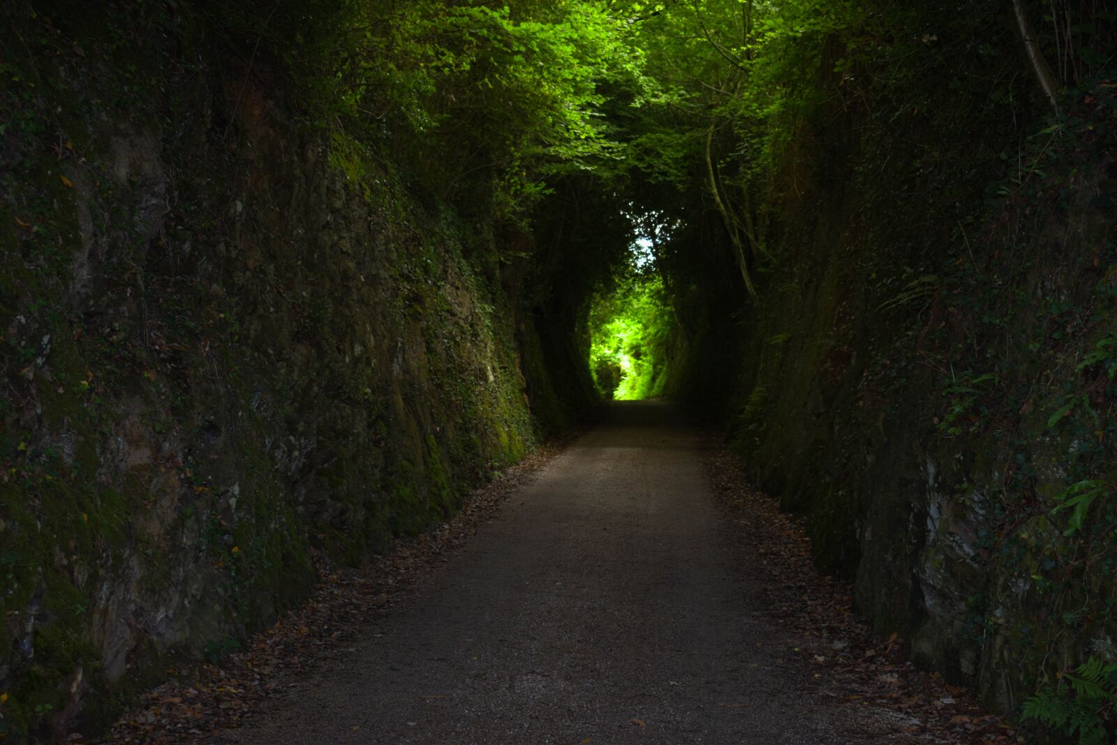 Nikon D3300 sample photo. Nature, green, road photography