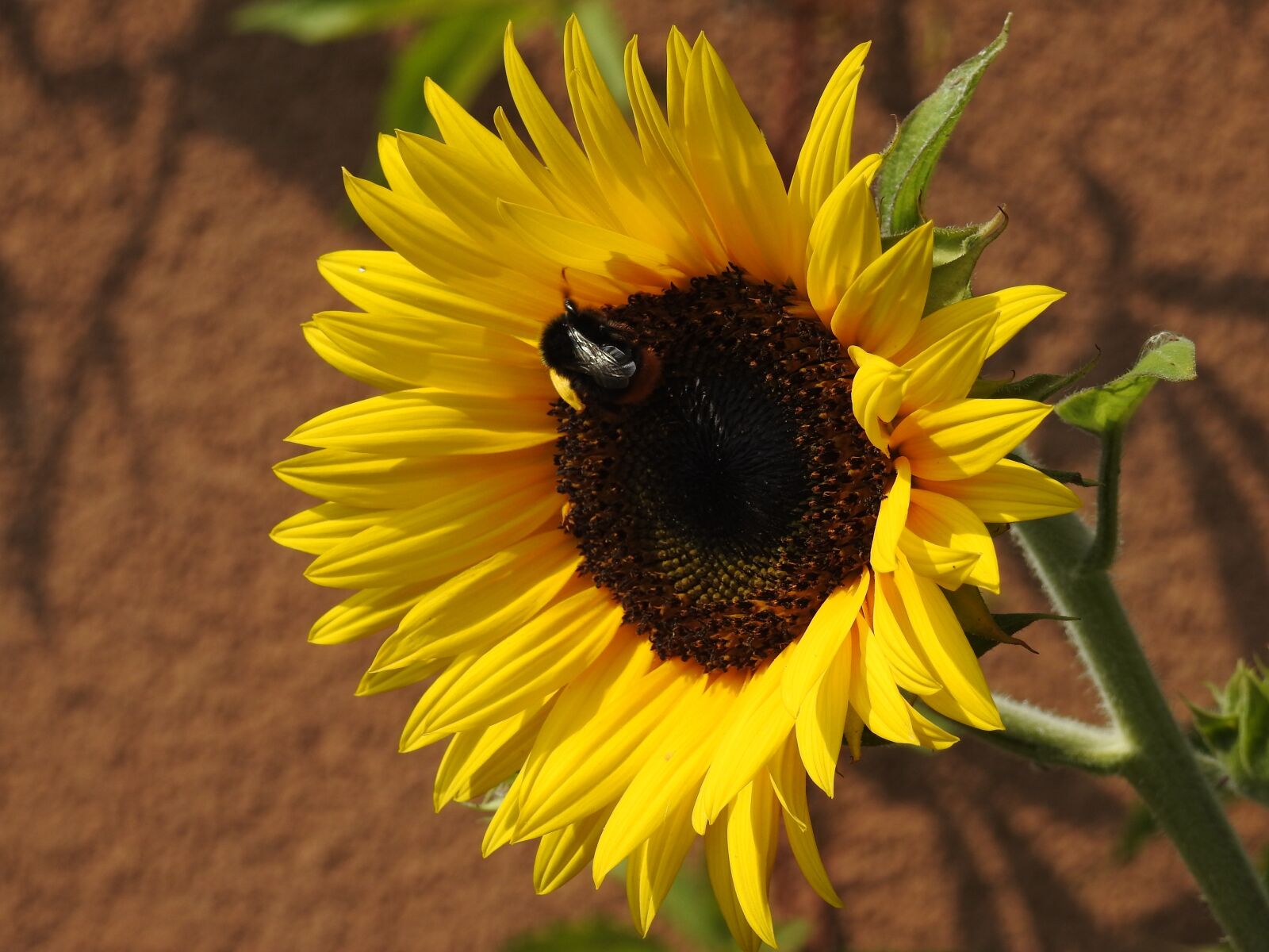 Nikon Coolpix P900 sample photo. Flower, sunflower, insect photography