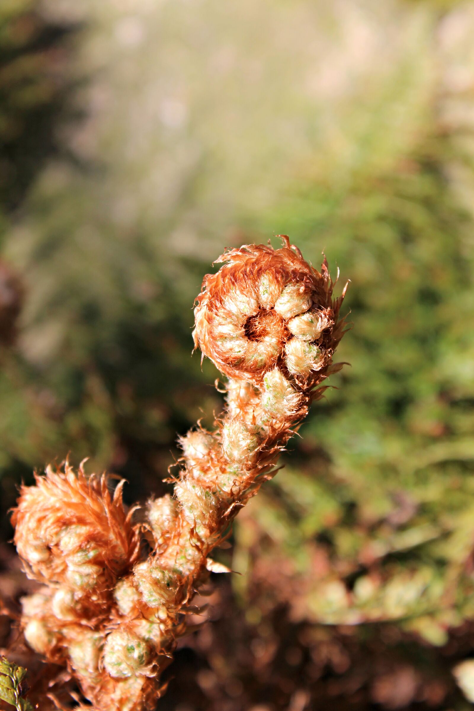 Canon EOS 600D (Rebel EOS T3i / EOS Kiss X5) sample photo. Fiddlehead, fern, vessel sporenpflanze photography