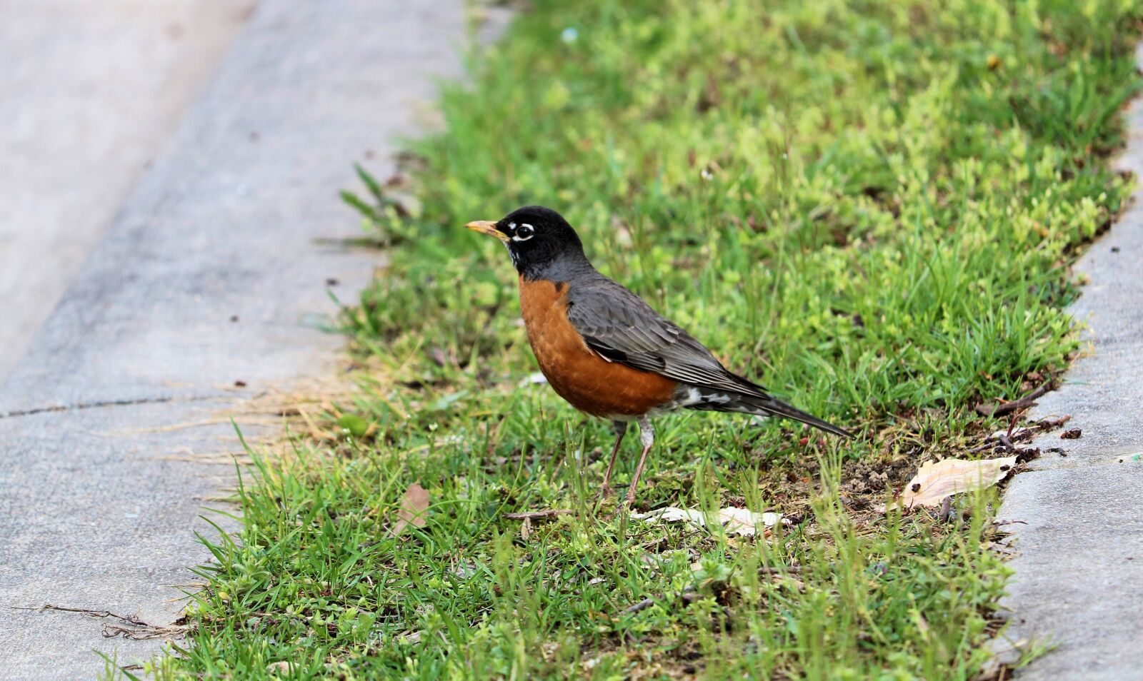 Canon EOS 750D (EOS Rebel T6i / EOS Kiss X8i) + Canon EF-S 55-250mm F4-5.6 IS STM sample photo. Robin, spring, bird photography