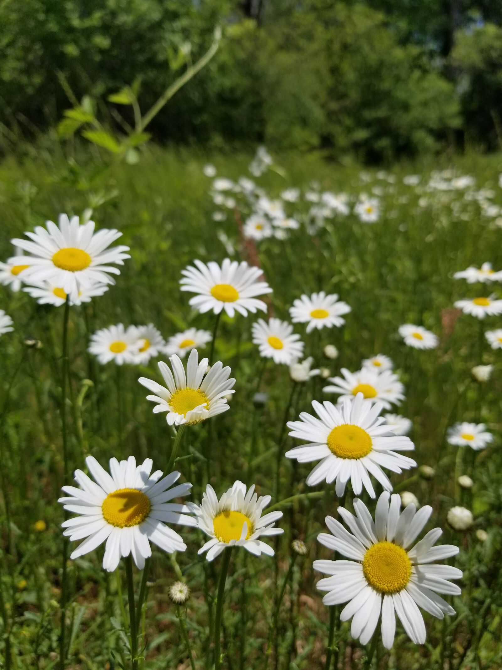 Samsung Galaxy S8+ sample photo. Field, green, grass photography