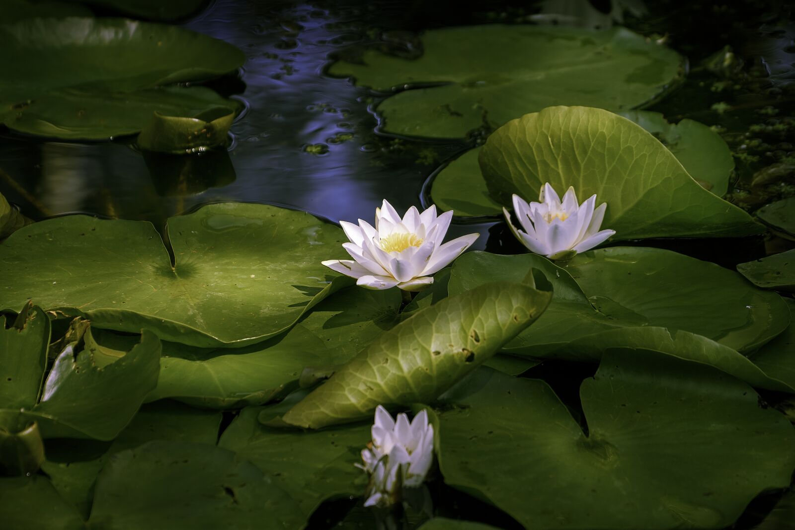 Sony a6000 sample photo. Water lily, lake, pond photography