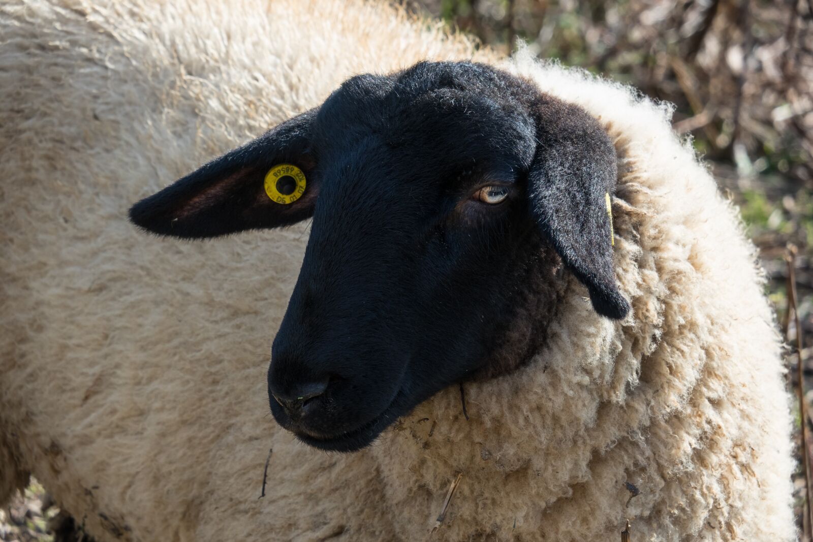 Canon PowerShot G3 X sample photo. Sheep, pasture, view photography