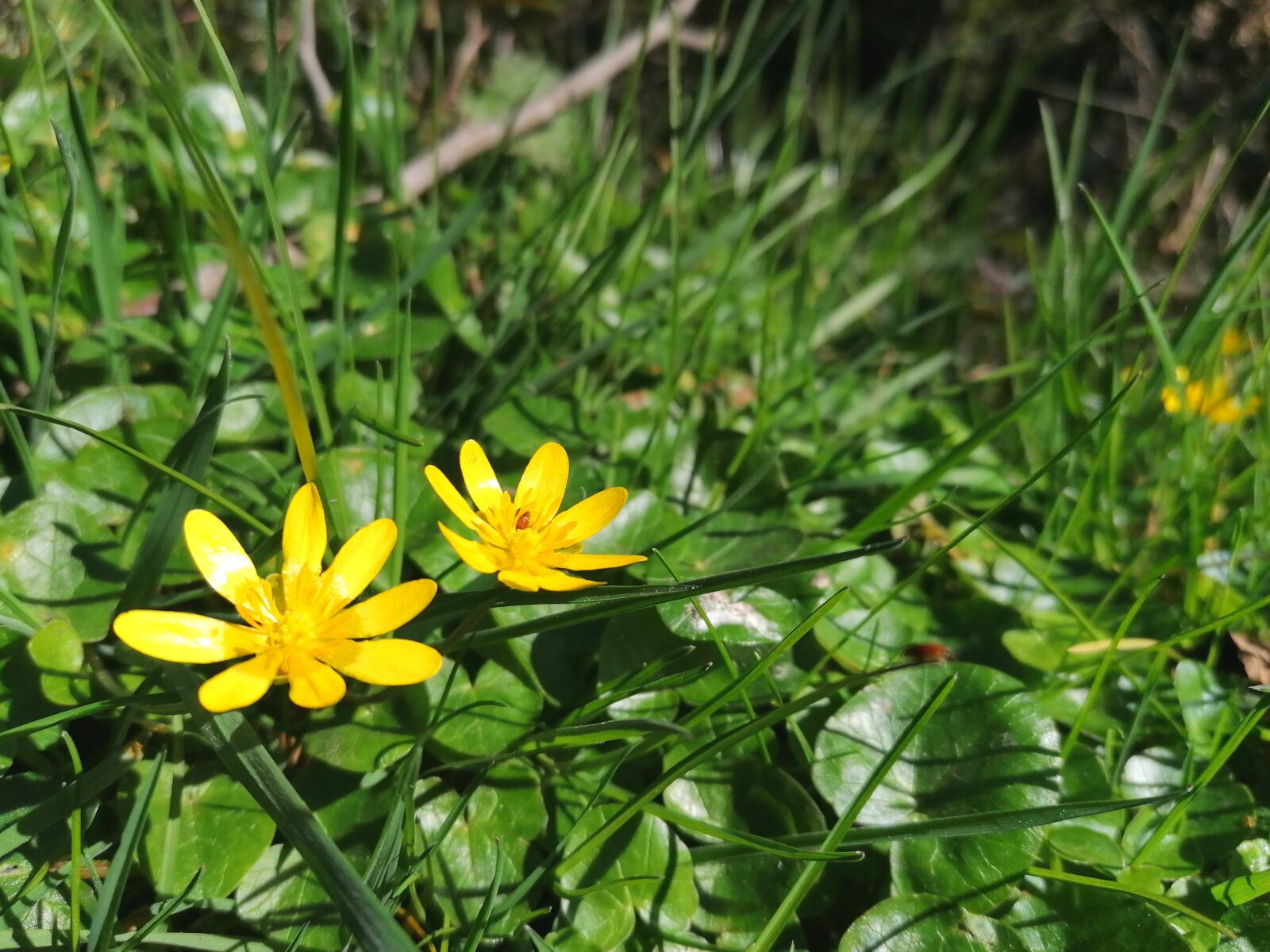 HUAWEI P30 LITE sample photo. Flowers, green, forest photography