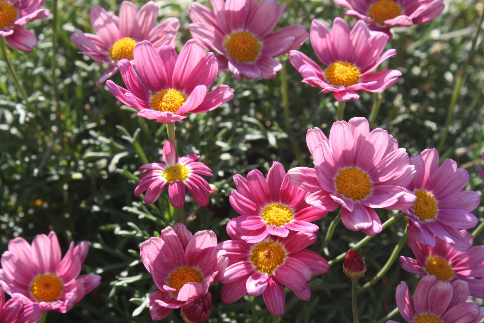 Canon EOS 1000D (EOS Digital Rebel XS / EOS Kiss F) sample photo. Margaretha, flower, pink photography