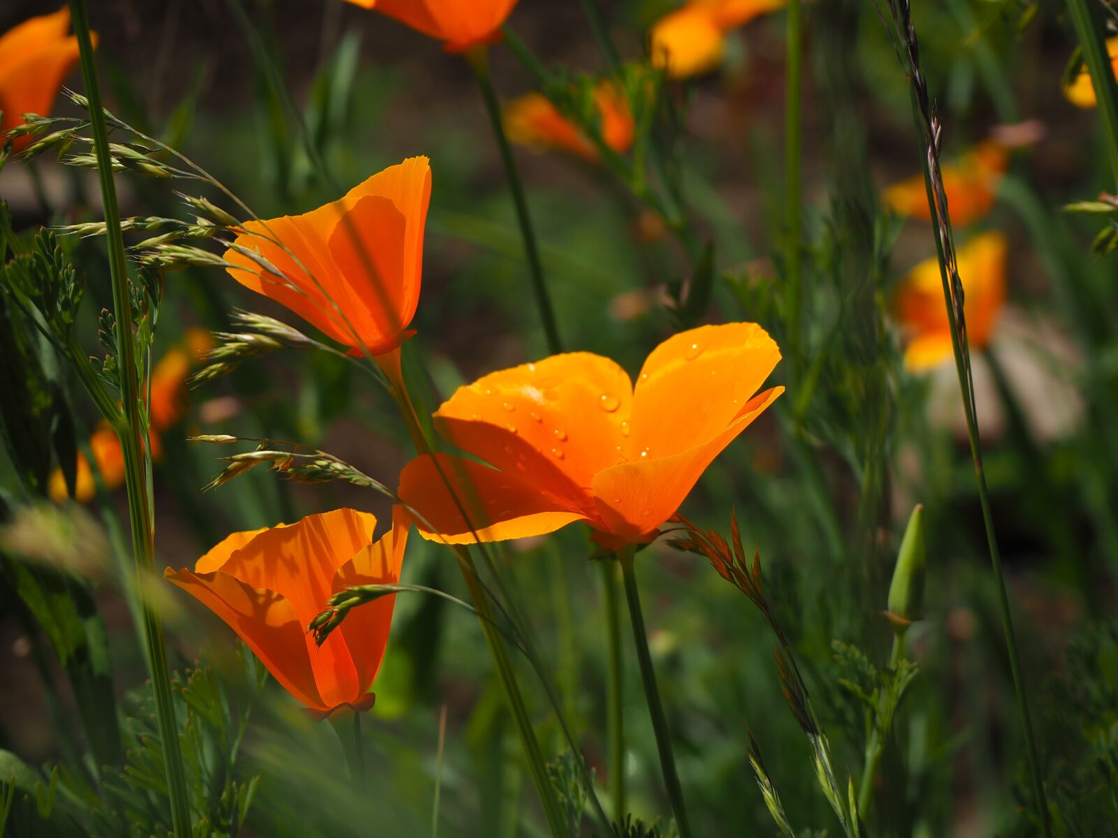 Olympus OM-D E-M10 III sample photo. Garden, flowers, summer photography