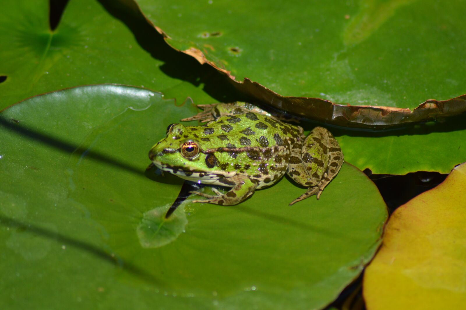Nikon D3200 sample photo. Frog, green, nature photography