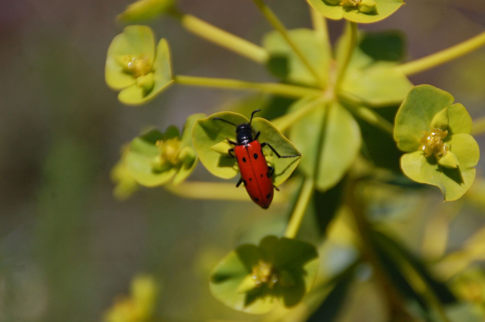 Nikon D40 sample photo. Insect, nature, animals photography