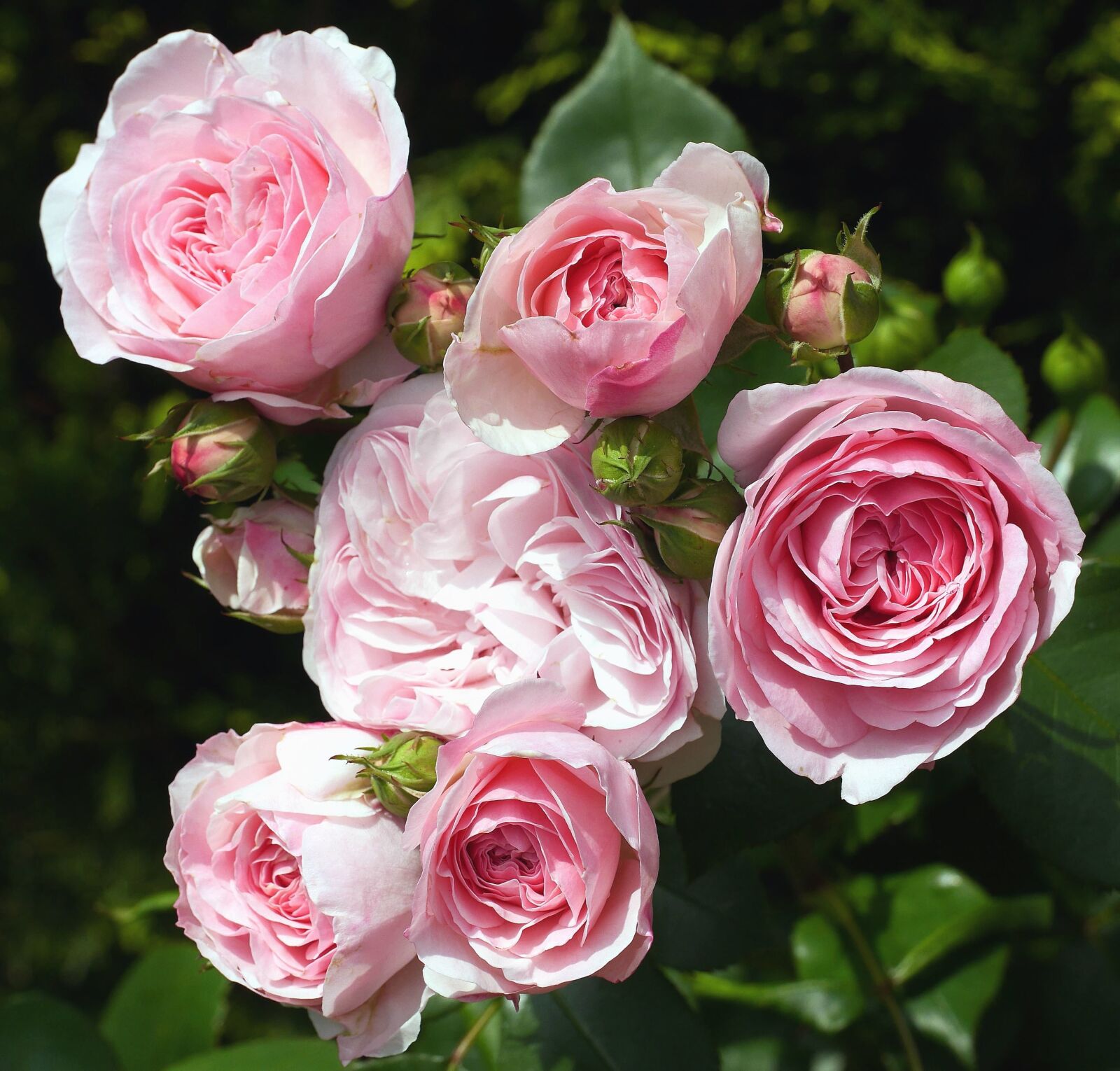 Panasonic Lumix DMC-GH3 sample photo. Rose, pink, bouquet, flower photography