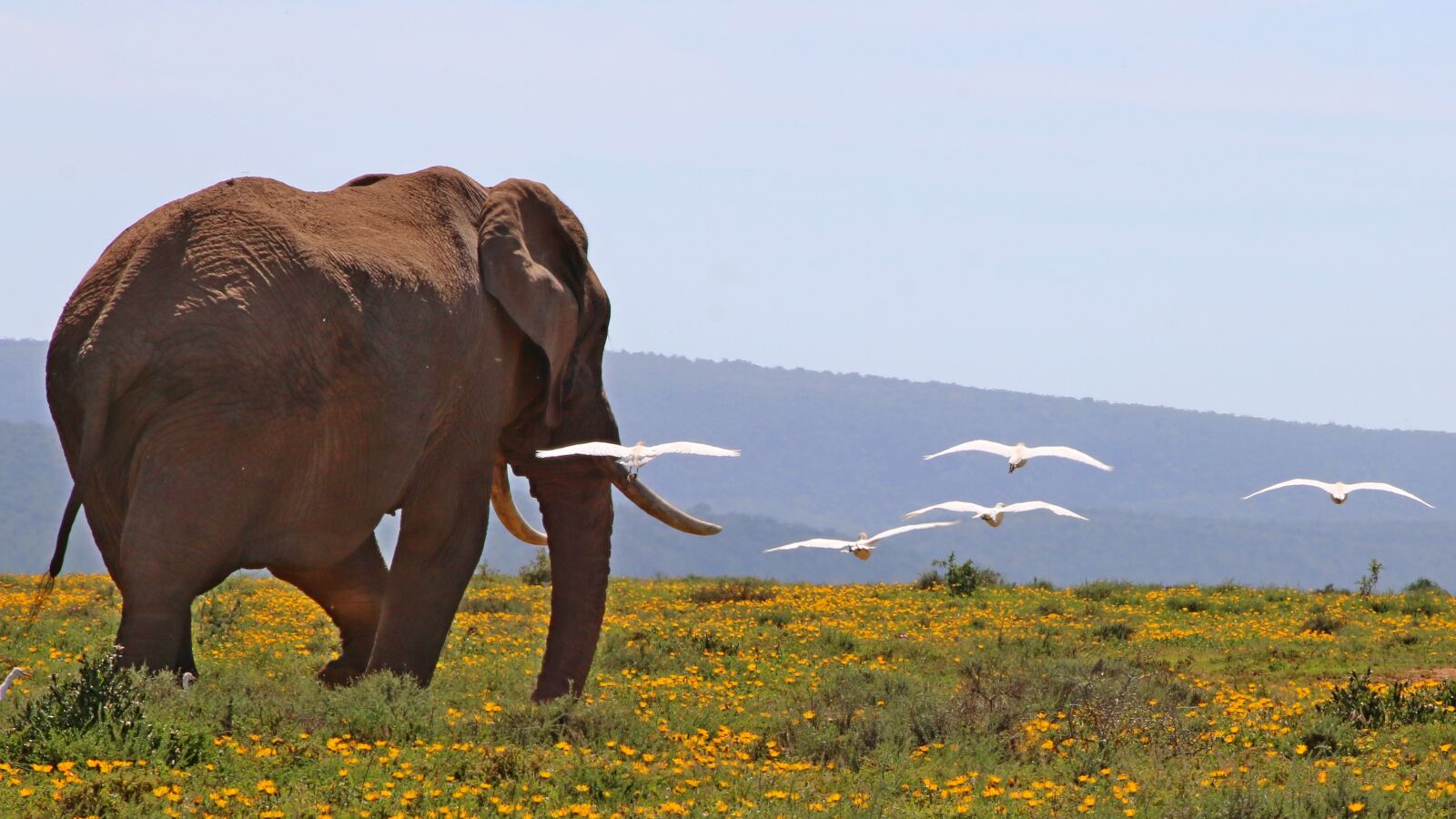 Canon EOS 70D sample photo. South africa, elephant, reserve photography