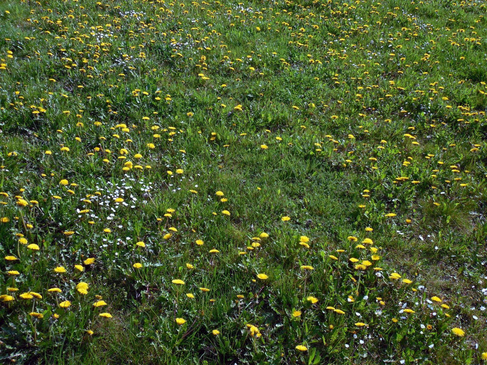 Nikon COOLPIX L620 sample photo. Meadow, flowers, bloom photography