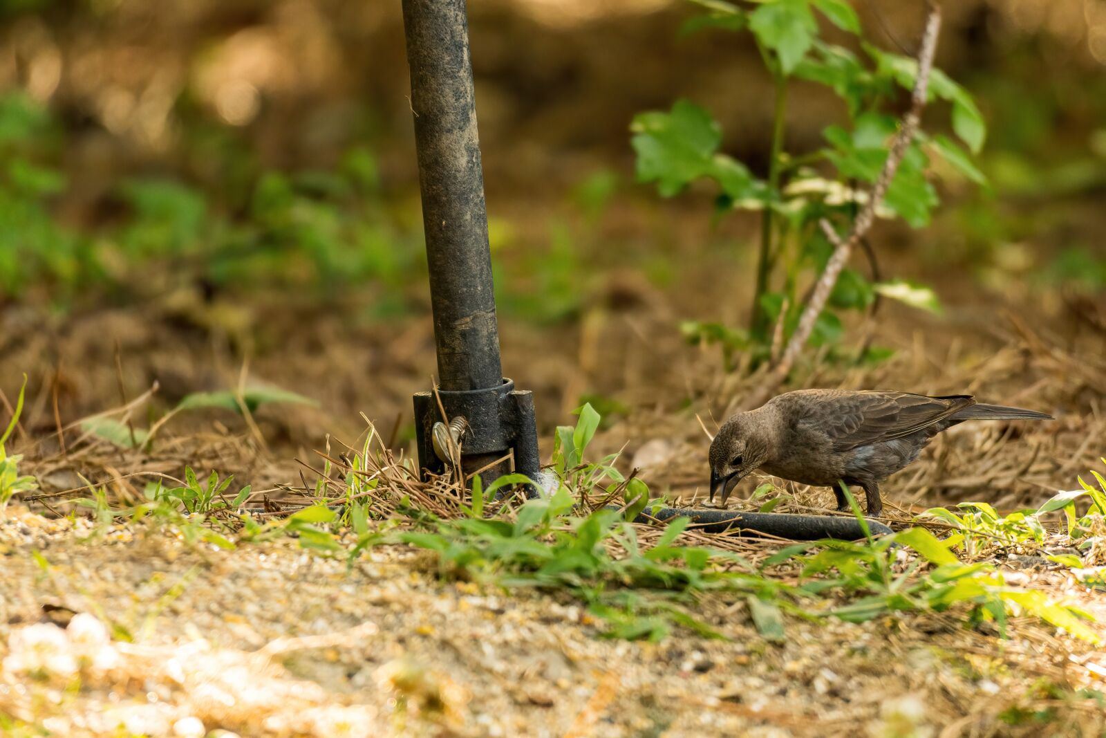 Sony E 70-350mm F4.5-6.3 G OSS sample photo. Cowbird, parasite bird, buffalo photography