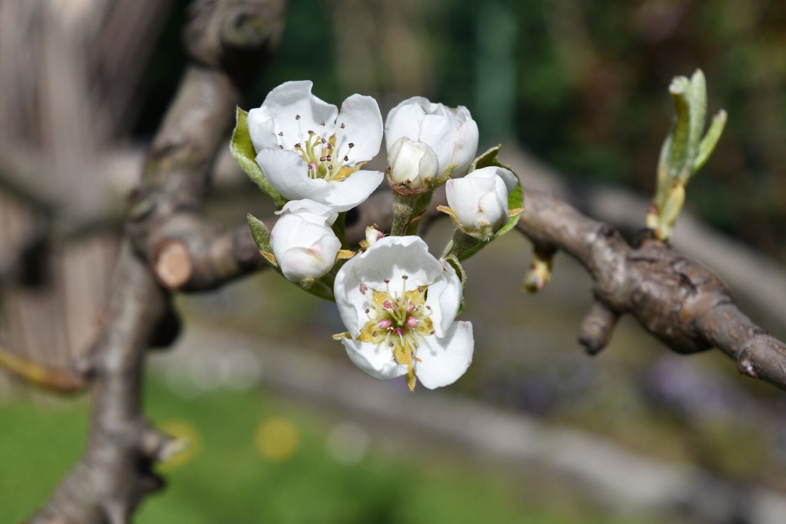 Nikon D5500 sample photo. Flower, white, pera photography
