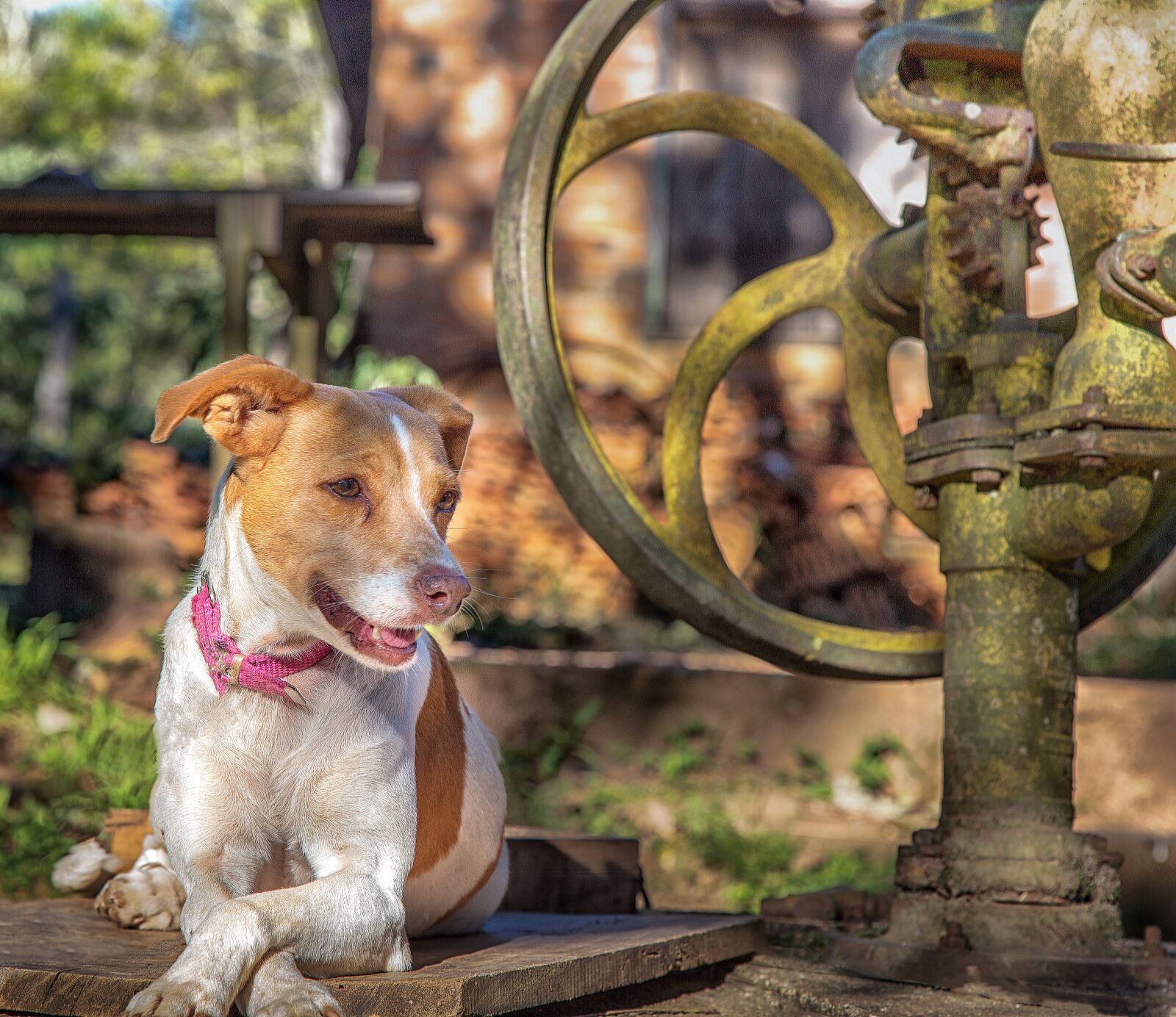 Canon EOS 6D + Canon EF 24-105mm F4L IS USM sample photo. Dog, animal, pet photography