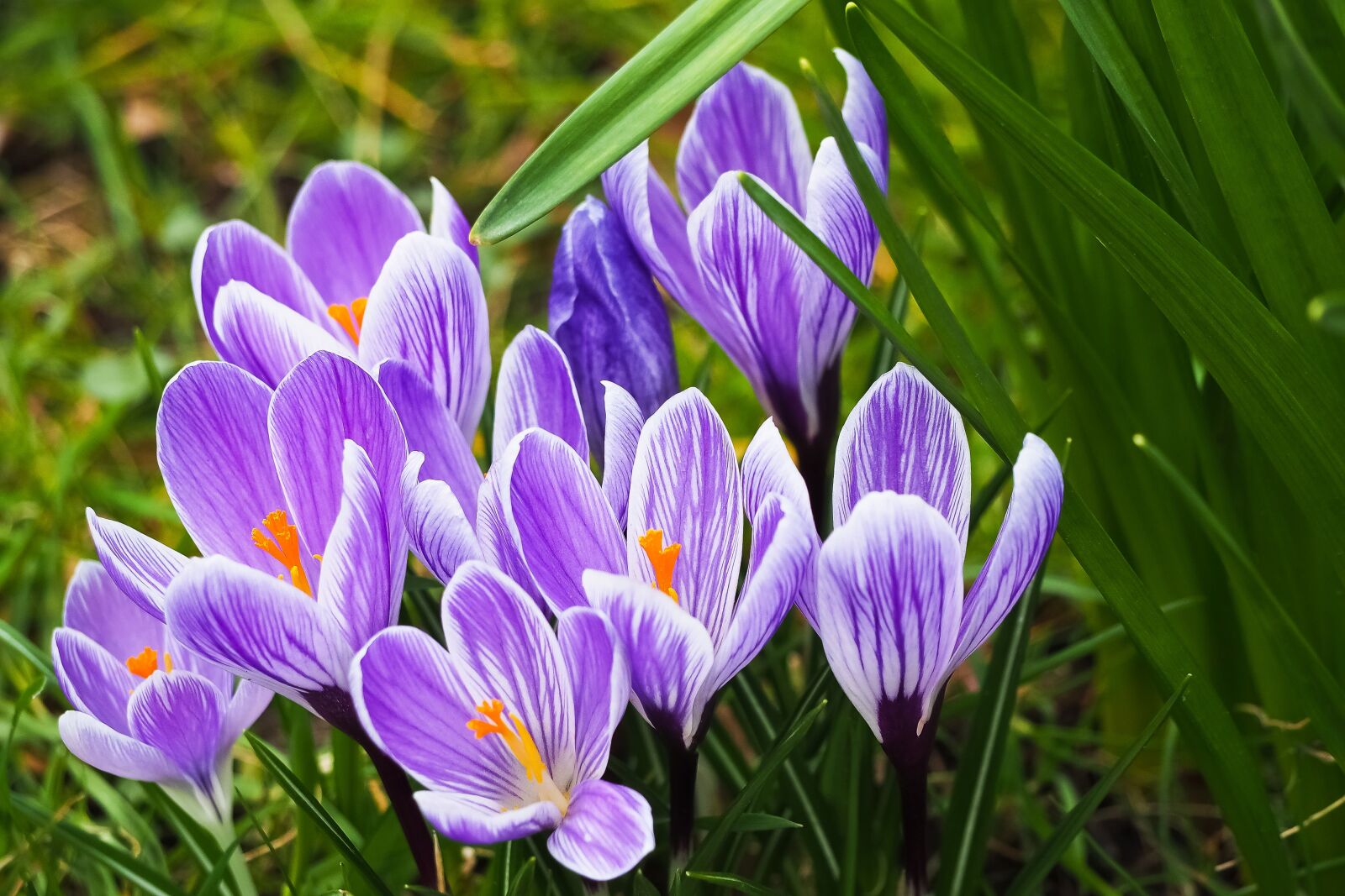 Olympus OM-D E-M10 sample photo. Nature, plant, flower photography