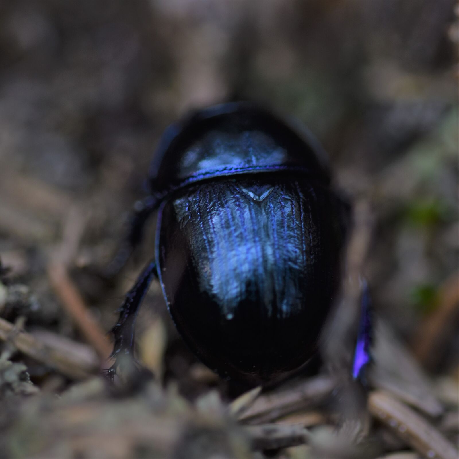 Nikon D5600 sample photo. Dung beetle, insect, nature photography