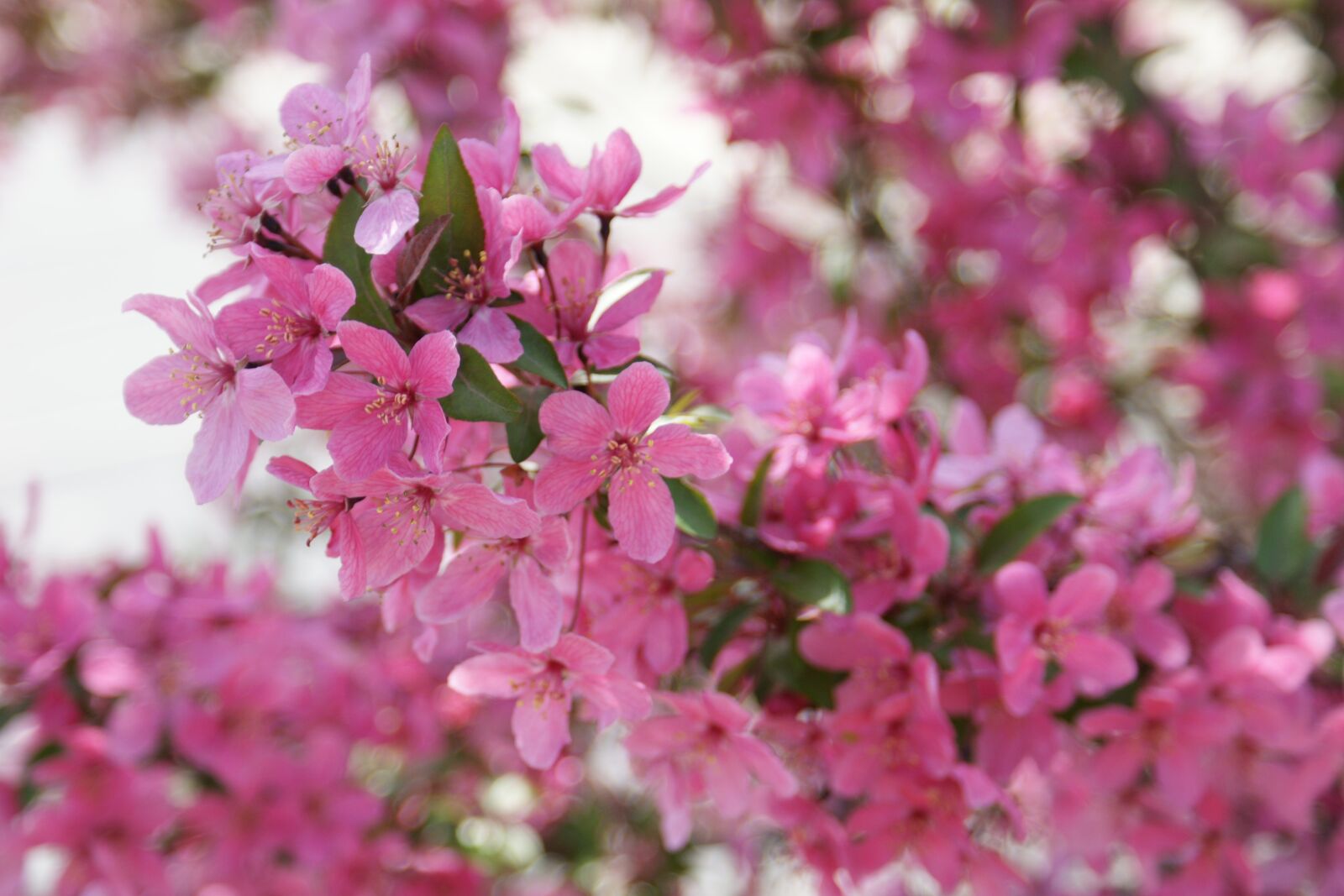 Sony Alpha DSLR-A700 sample photo. Cherry blossom, spring snow photography