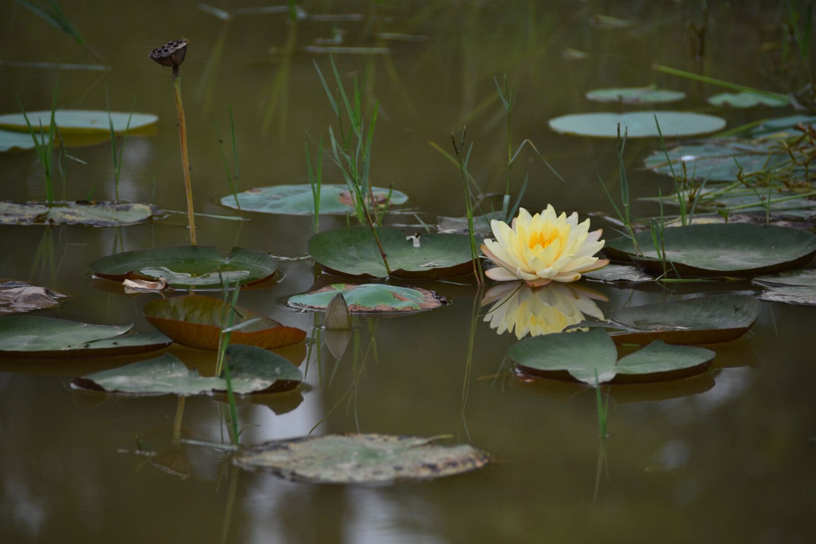 Nikon D7200 sample photo. Water lily, flower, plant photography