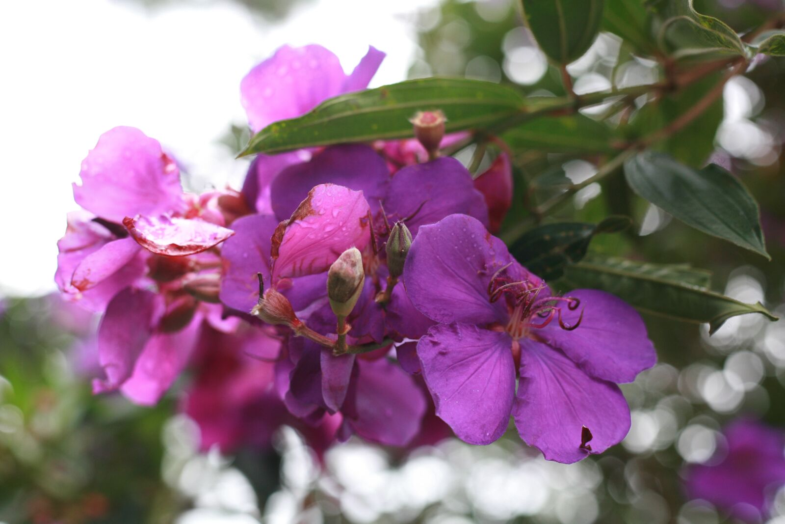 Canon EOS 5D sample photo. Flowers, nature, pink flowers photography