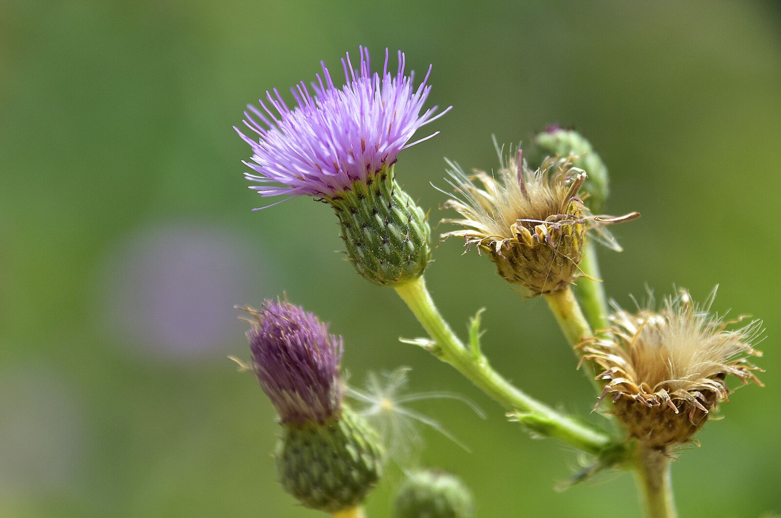 Nikon D7200 sample photo. Flower, nature, plant photography
