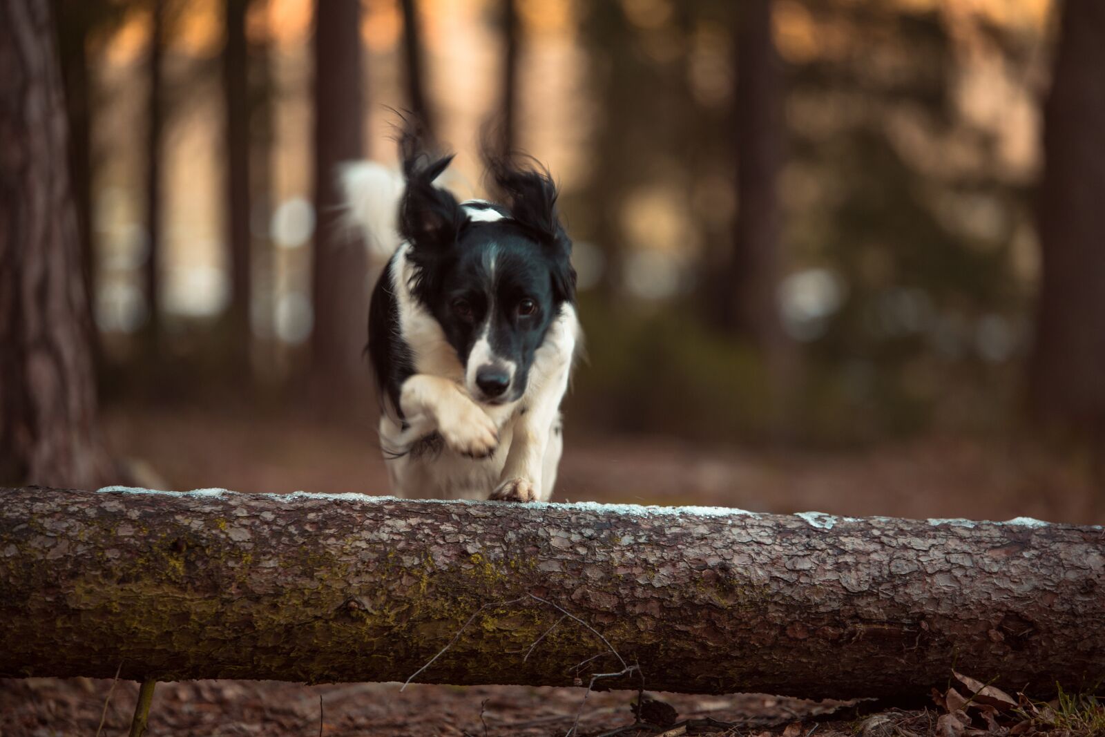 Canon EOS 6D sample photo. Dog, nature, walk photography