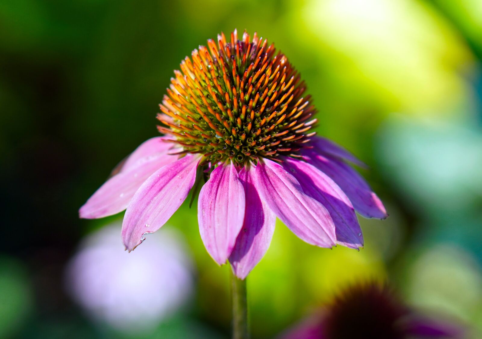 Sony a6400 + E 50mm F1.8 OSS sample photo. Echinacea, blossom, bloom photography