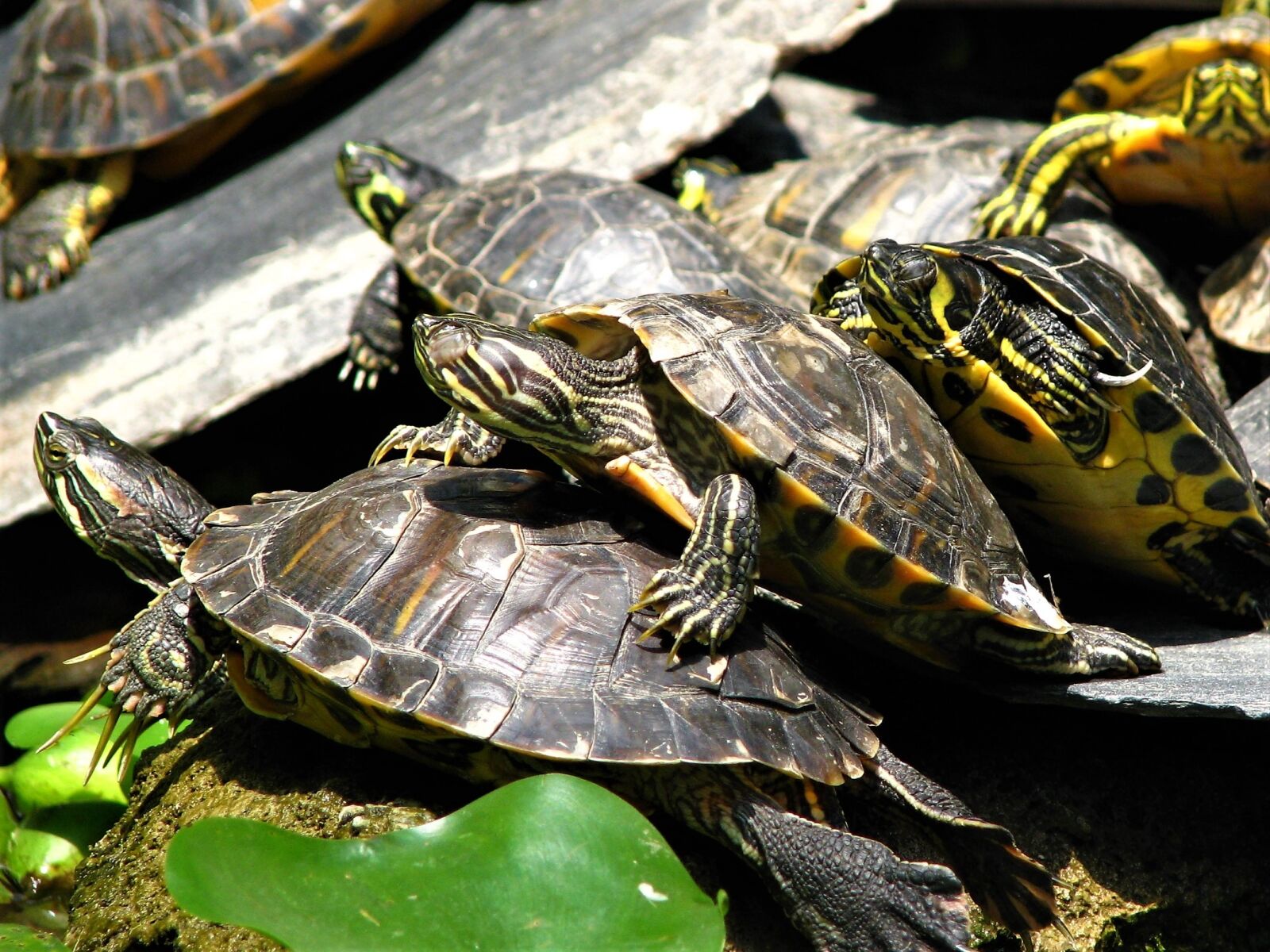 Canon POWERSHOT S5 IS sample photo. Turtle, shell, reptiles photography