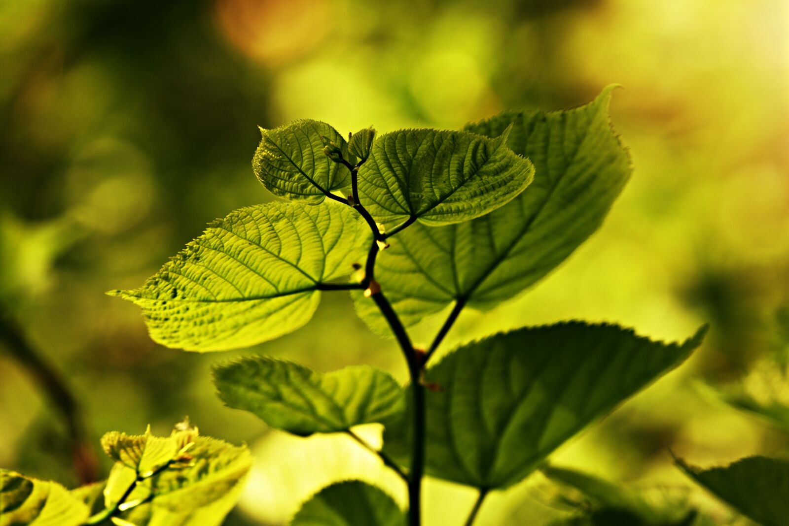 Nikon D750 sample photo. Leaf, vein, pattern photography