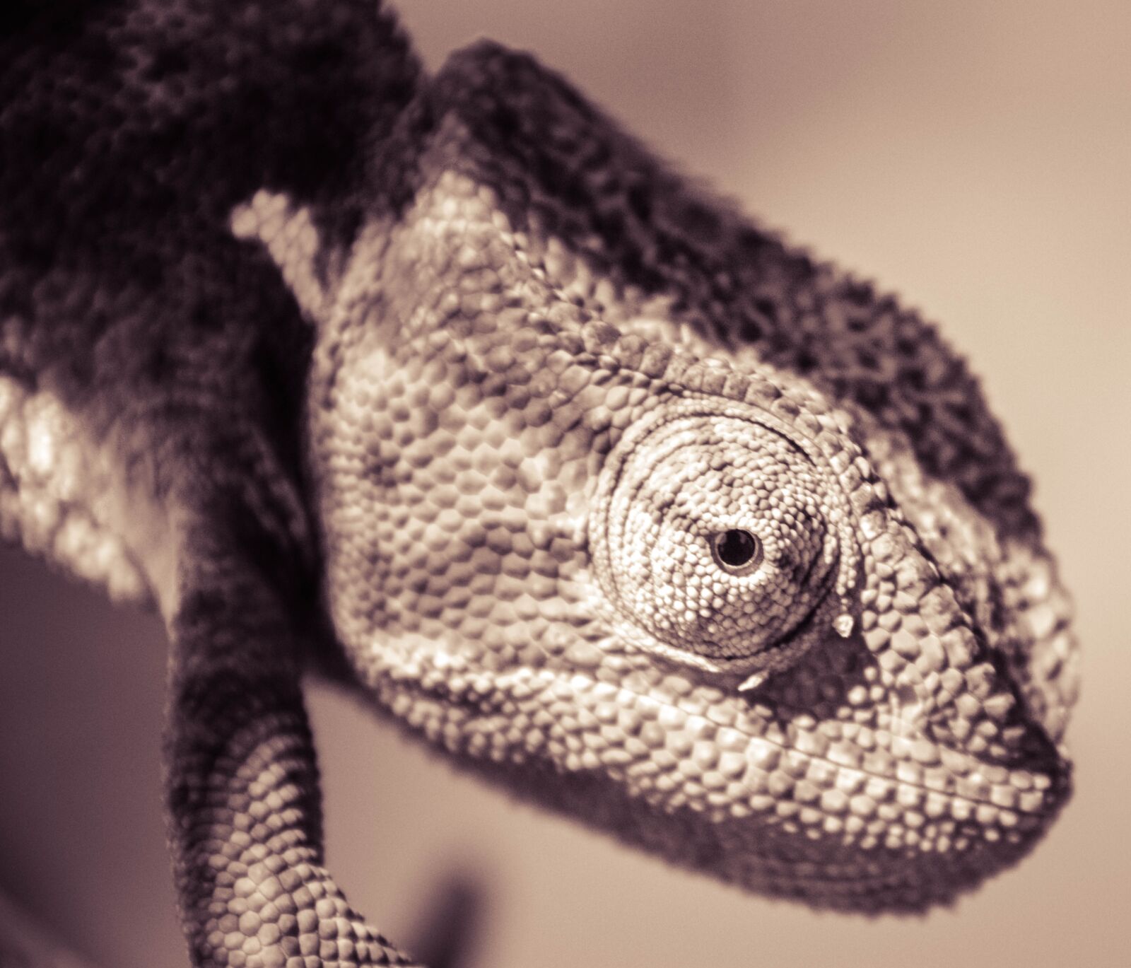 Nikon D5300 sample photo. Chameleon, lizard, animal photography