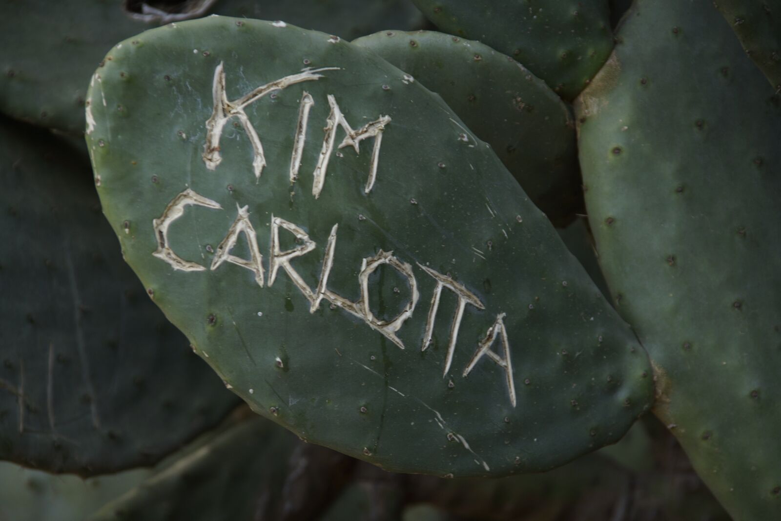 Sony SLT-A77 sample photo. Cactus, font, green photography