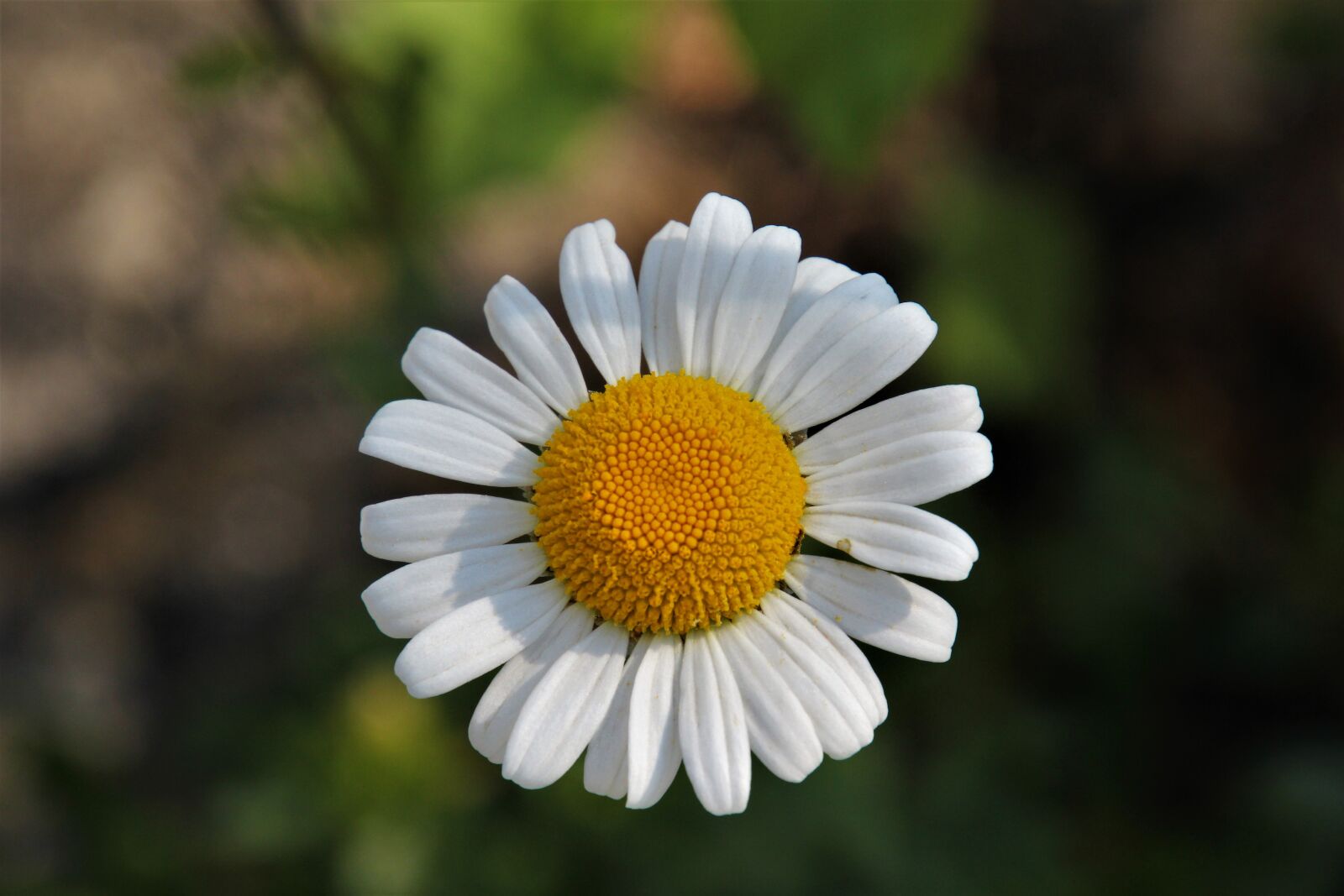 Canon EOS 60D + Tamron 16-300mm F3.5-6.3 Di II VC PZD Macro sample photo. Blossom, bloom, flower photography