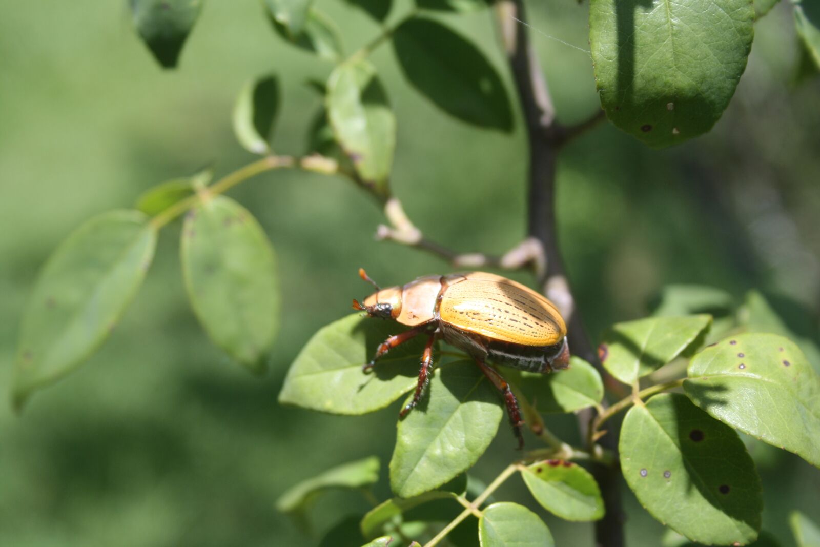 Canon EOS 1000D (EOS Digital Rebel XS / EOS Kiss F) sample photo. Insect, beetle, wildlife photography