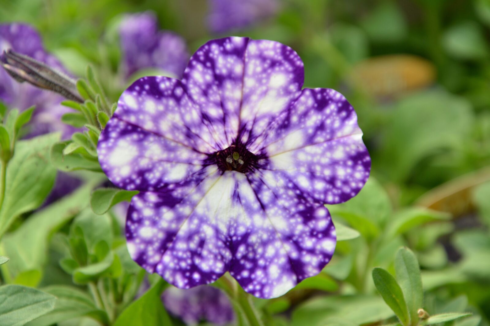 Nikon D5200 sample photo. Flower, purple, violet photography