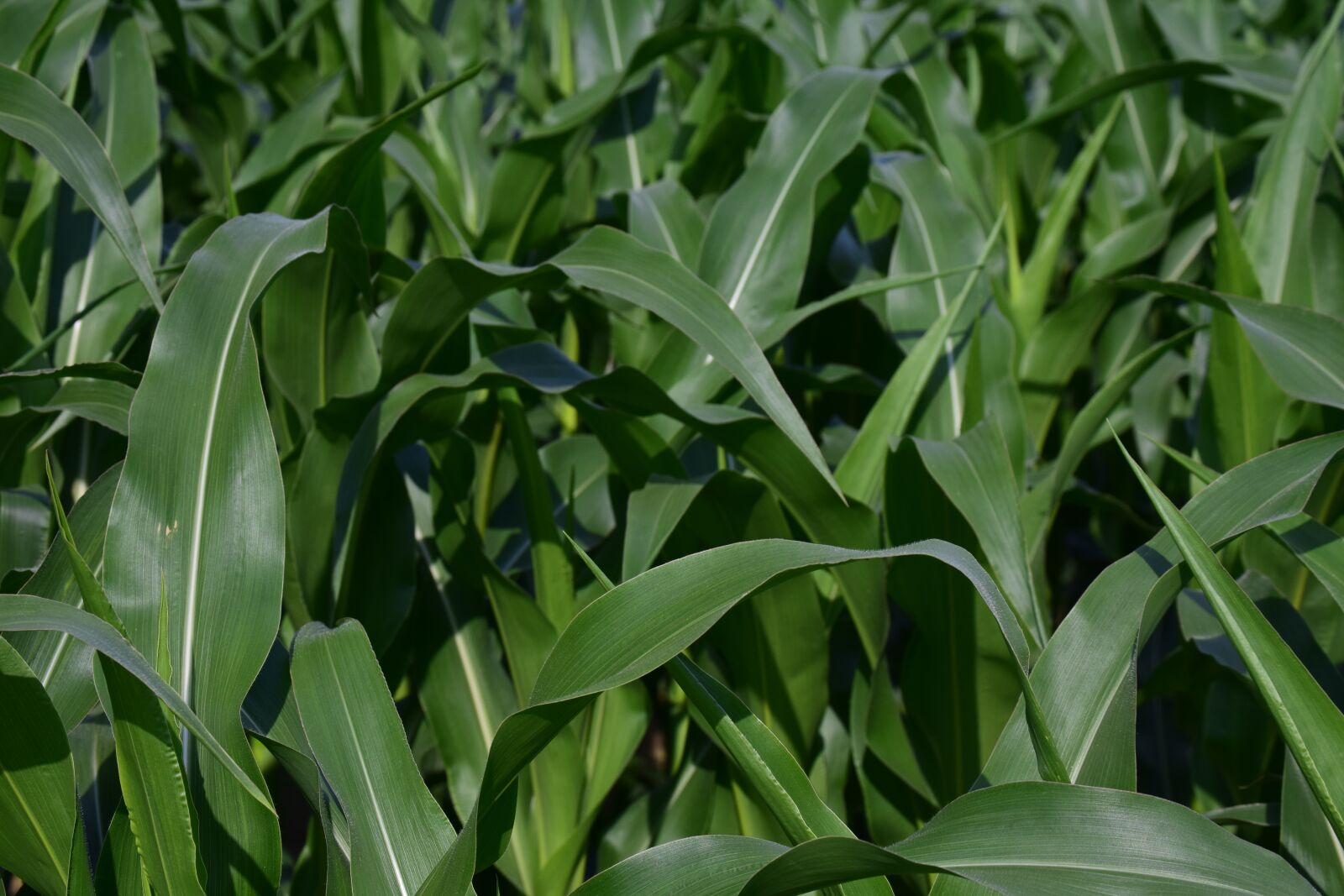 Nikon D3300 sample photo. Corn plant, cornfield, corn photography