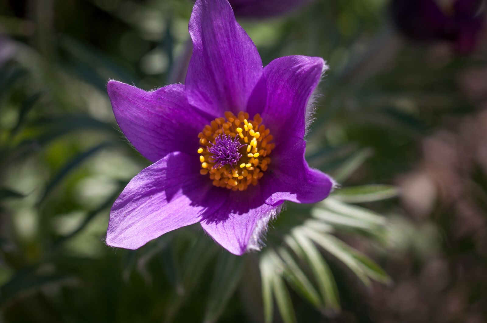 Nikon D90 sample photo. Pasque flower, common pasque photography