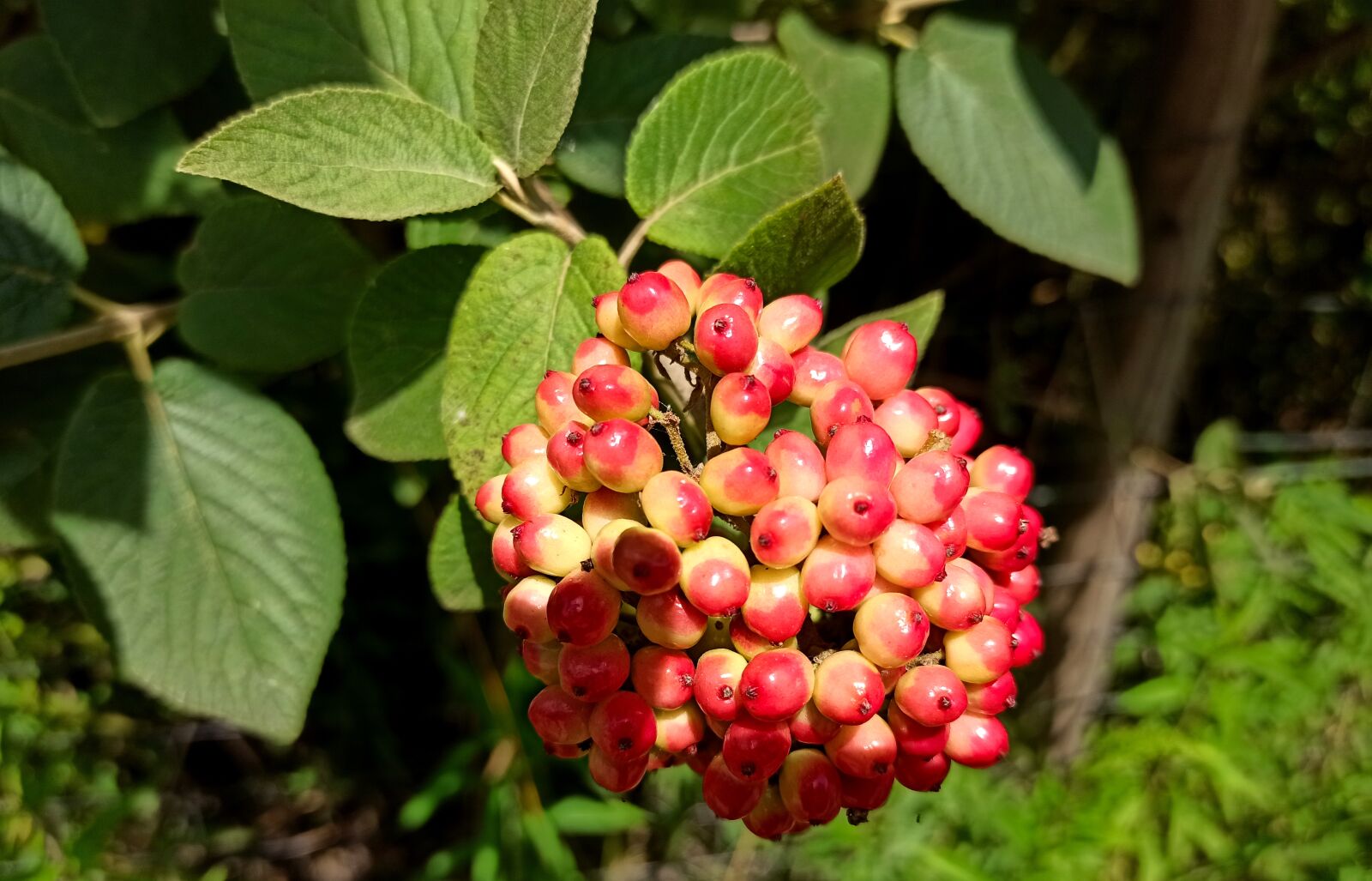 Xiaomi Redmi Note 8 Pro sample photo. Plant, fruit, berries photography
