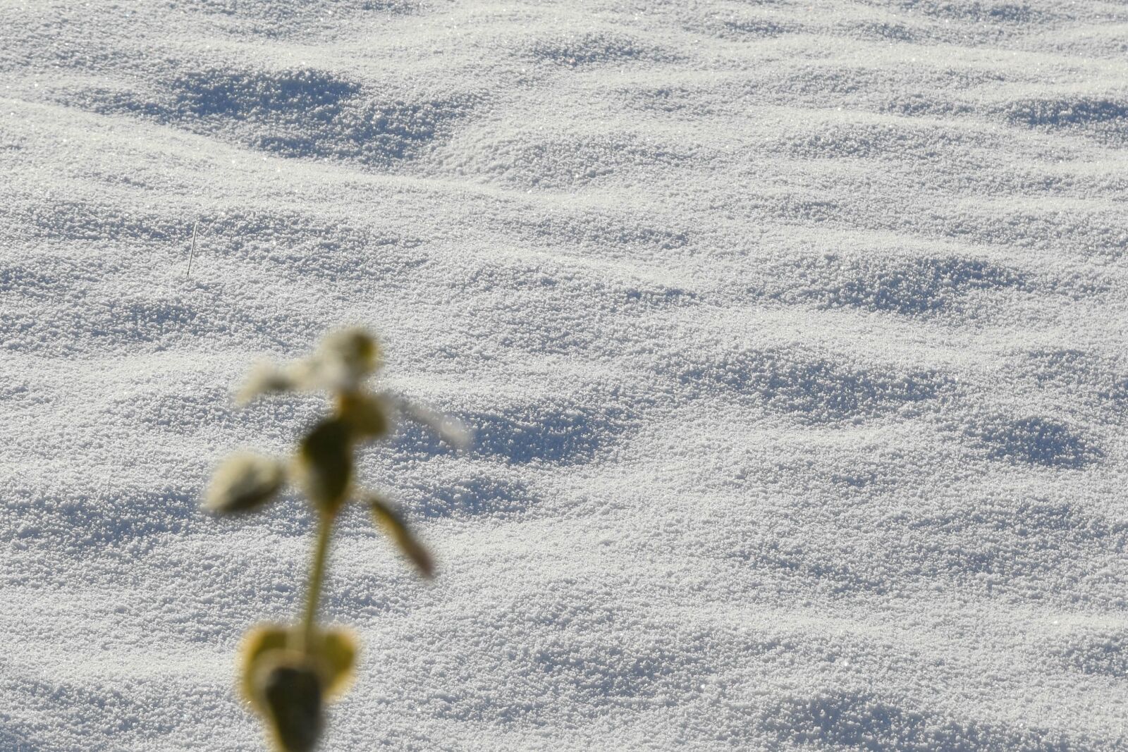 Nikon D5300 sample photo. Garden, plant, snow photography