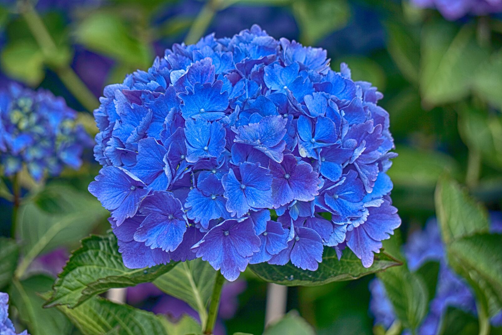 Sony E 55-210mm F4.5-6.3 OSS sample photo. Bleu, botanique, fleur, flore photography