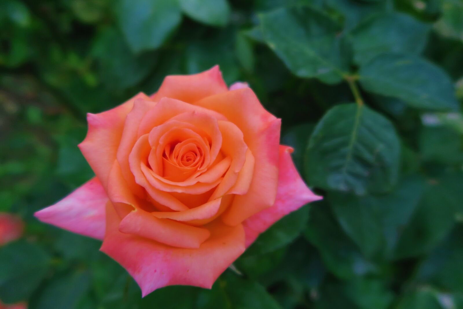 Canon PowerShot G7 X sample photo. Rose, spring, plant photography