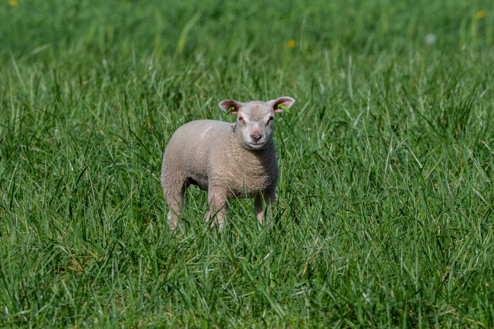 Nikon D7200 sample photo. Lamb, grass, sheep photography