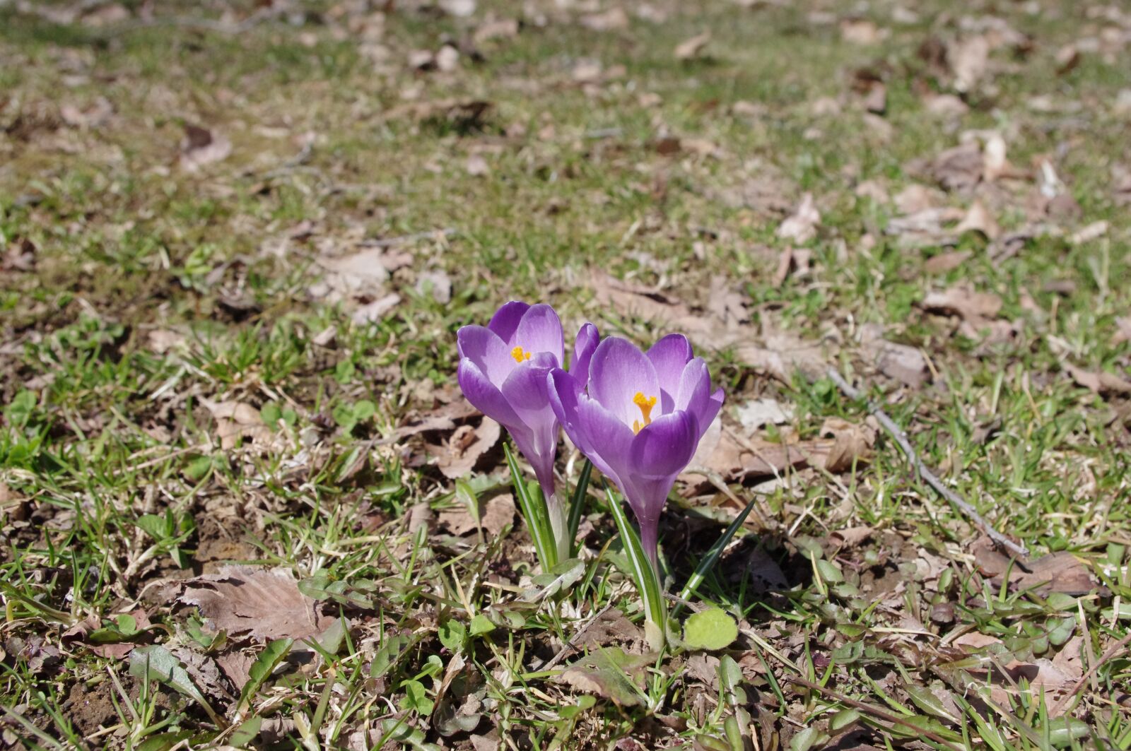 Pentax K-r sample photo. Crocus, flowers, spring photography